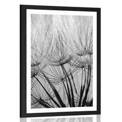 Plakat s paspartujem semena regrata v črnobeli varianti - 40x60 no frame