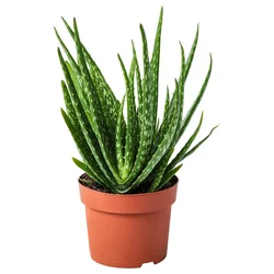 ALOE VERA Zasađena biljka, aloja, 12 cm