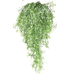 Cool Mango Okrasna viseča rastlina - ivyplant, bela