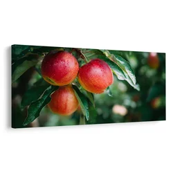 Slika kapljice rose na jabolkih - 80x40