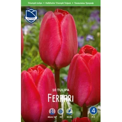 Čebulice tulipan Ferrari, 10 kosov