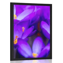 Plakat cvetoči vijolični žafran - 20x30 silver