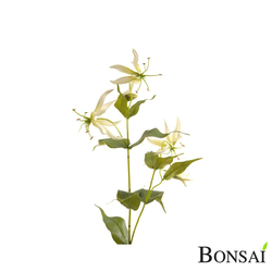 Gloriosa veja 70 cm bela - 50 do 75 cm