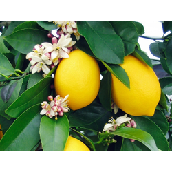 CITRUSxLIMON, LIMONOVEC