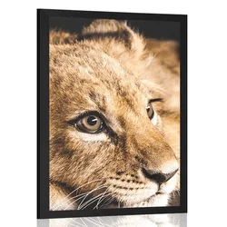 Plakat levji mladič - 60x90 silver