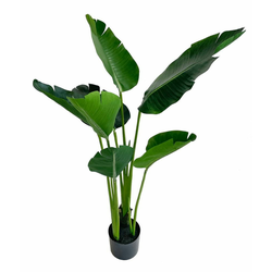 Shishi Strelitzia zelena, višina 120 cm