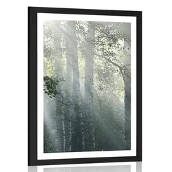 Plakat s paspartujem sončni žarki v meglenem gozdu - 20x30 silver