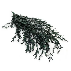 Stabiliziran evkaliptus - Parvifolia - Zelen