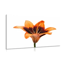 Slika oranžna lilija - 90x60