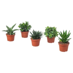 SUCCULENT Zasađena biljka, raznovrsno, 15 cmPrikaži specifikacije mera