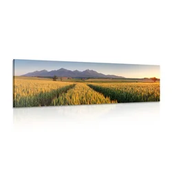 Slika sončni zahod nad pšeničnim poljem - 150x50
