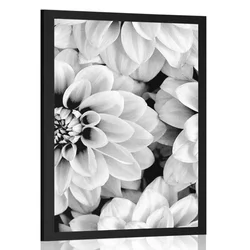 Plakat cvetovi dalije v črnobeli varianti - 30x45 no frame