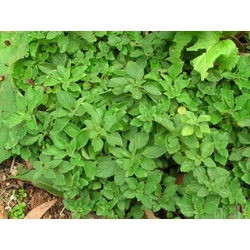 MAJARON 5gr