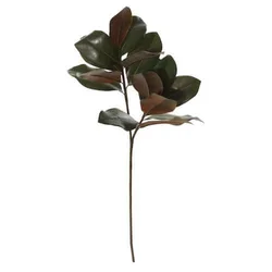 Shishi Magnolija zapusti 88cm