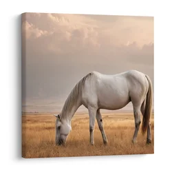 Slika osamljeni konj na travniku - 40x40