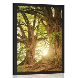 Plakat veličastna drevesa - 60x90 no frame
