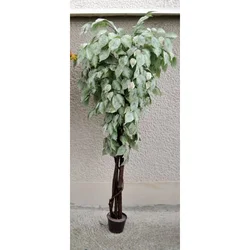 Lilium voskirani fikus 165cm A19963