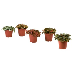 HYPOESTES Biljka u saksiji, hipoestes/raznovrsno, 12 cm
