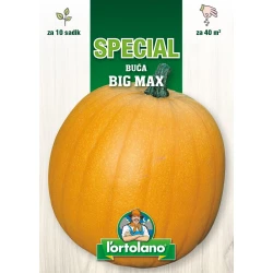 BUČA VELIKANKA BIG MAX