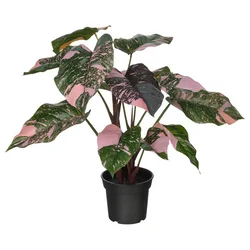 FEJKA Veštačka biljka u saksiji, unutra/spolja filodendron/zelena/roze, 15 cm