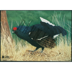 JVD Animal Face Blue-Grouse