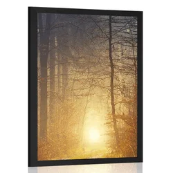 Plakat svetloba v gozdu - 40x60 no frame