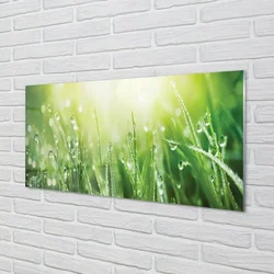 tulup.si Slika na steklu Grass sonce kapljice 100x50 cm 2 obešalnika