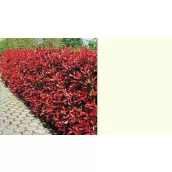 PHOTINIA FRASERI RED ROBIN V18
