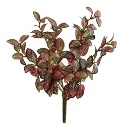 Shishi Phytonia grm zeleno - roza 30 cm