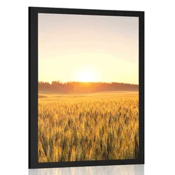 Plakat sončni zahod nad poljem - 40x60 white