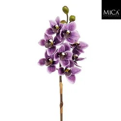 Mömax Okrasna Rastlina Vanda