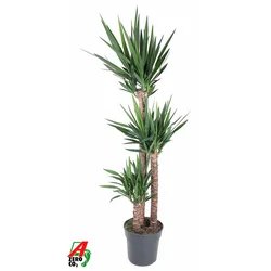 PRSTASTA JUKA, YUCCA ELEPHANTOIDES