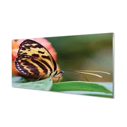 tulup.si Steklena slika Metulj 120x60 cm 2 obešalnika