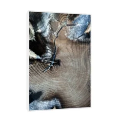 Canvas Slika na platnu Fosilizovano drvo Fruška gora, Sa ramom, 80 x 120 cm, Beli