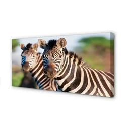 tulup.si Slika na platnu Zebra 100x50 cm
