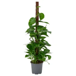 EPIPREMNUM Biljka u saksiji, zlatna puzavica raznovrsno, 19 cm