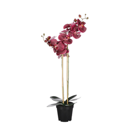 PHALAENOPSIS ORHIDEJA