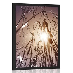 Plakat poljska trava - 30x45 silver