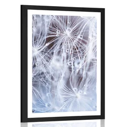 Plakat s paspartujem makro regratova lučka - 60x90 white