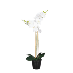 PHALAENOPSIS ORHIDEJA