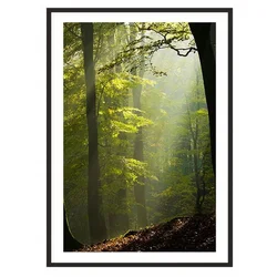 shumee SLIKA, PLAKAT V OKVIRJU 53x73 cm Gozd P2016