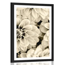 Plakat s paspartujem cvetovi dalije v sepia varianti - 30x45 silver