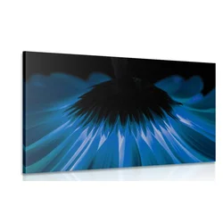 Slika modra gerbera na temnem ozadju - 90x60