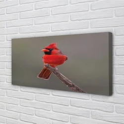 tulup.si Slika na platnu Rdeča papiga na veji 100x50 cm
