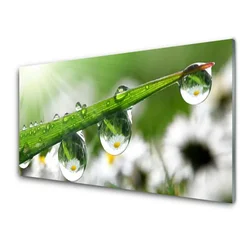 tulup.si Slika na steklu Grass nature dew drops 100x50 cm 2 obešalnika