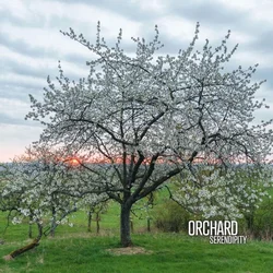 Orchard - Serendipity (2 LP)
