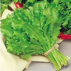 SOLATA ENDIVIJA RICCI ROMANESCA BIG PACK 20gr