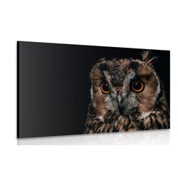 Slika sova - 120x80