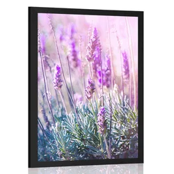 Plakat čarobni cvetovi sivke - 40x60 silver