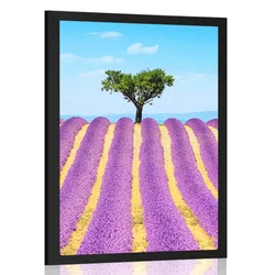 Plakat polje sivke - 40x60 silver